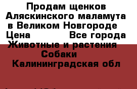 Продам щенков Аляскинского маламута в Великом Новгороде › Цена ­ 5 000 - Все города Животные и растения » Собаки   . Калининградская обл.